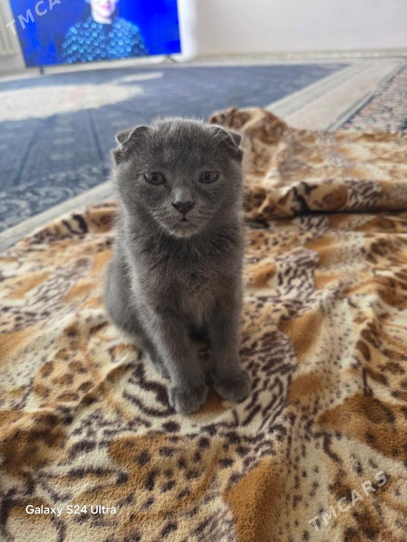 pishik - Daşoguz - img 2