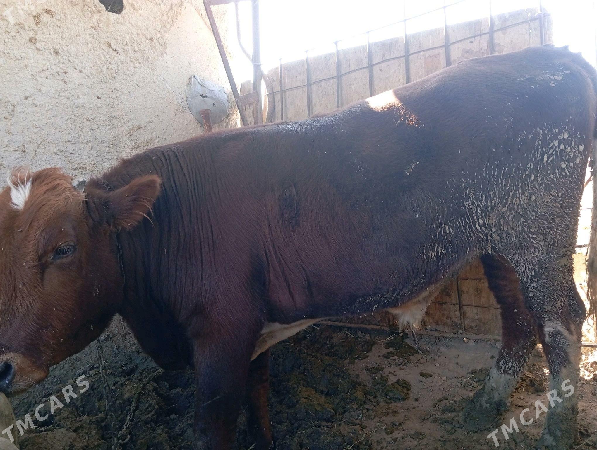 Bakylan okuz - Ак-Бугдайский этрап - img 3