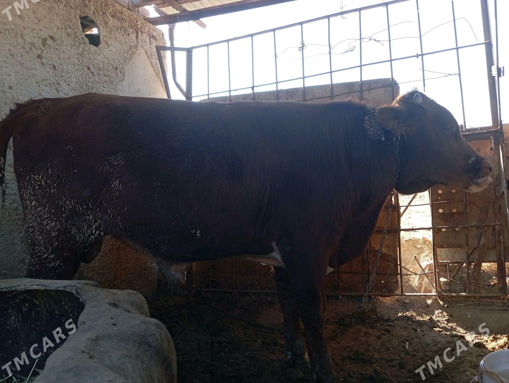 Bakylan okuz - Ак-Бугдайский этрап - img 4