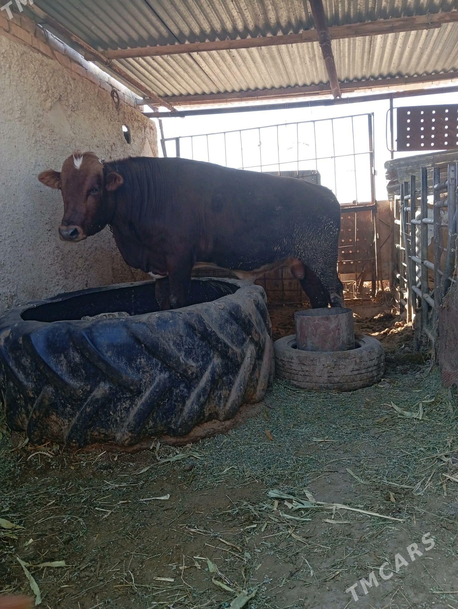 Bakylan okuz - Ак-Бугдайский этрап - img 1