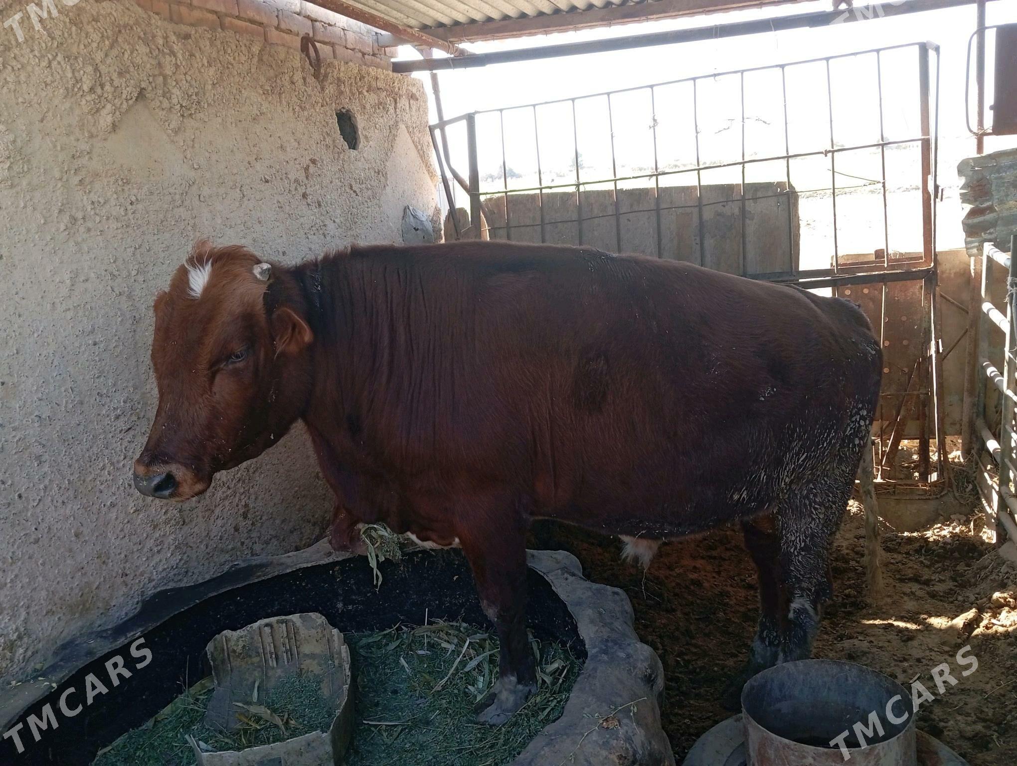 Bakylan okuz - Ак-Бугдайский этрап - img 2