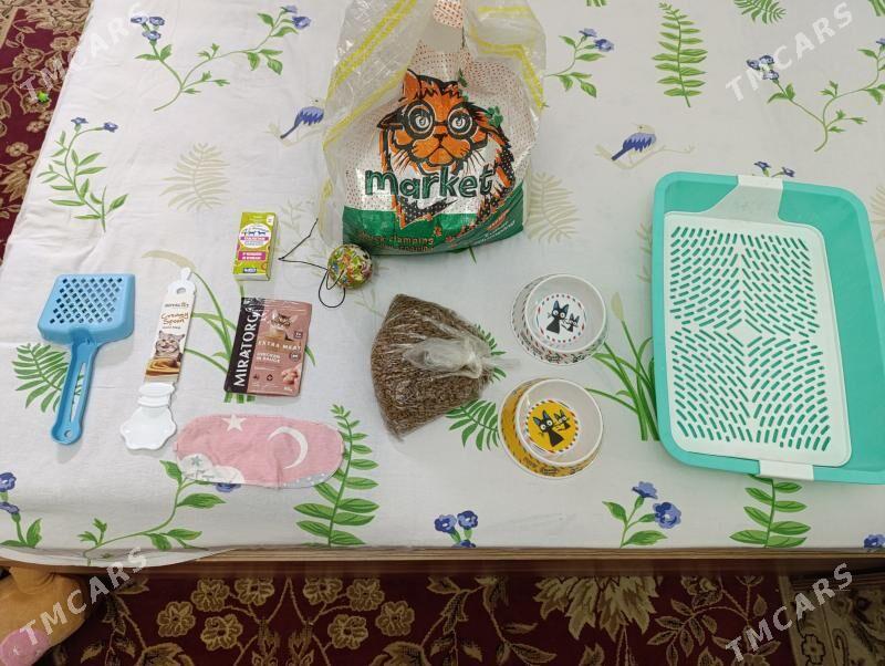 pisigiñ zatlary - Мир 7 - img 2