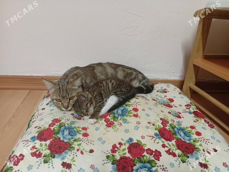 Отдам котенка в добрые руки - 30 mkr - img 4