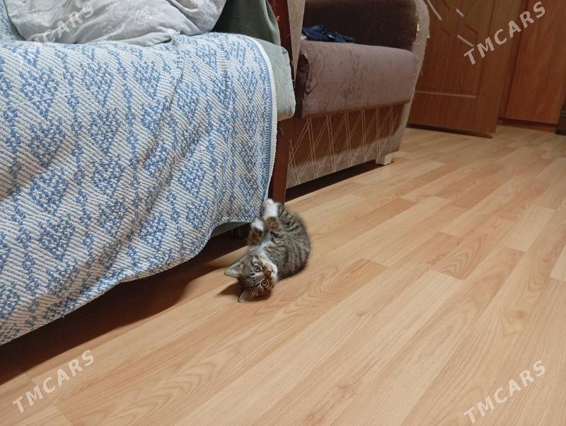 Отдам котенка в добрые руки - 30 mkr - img 2