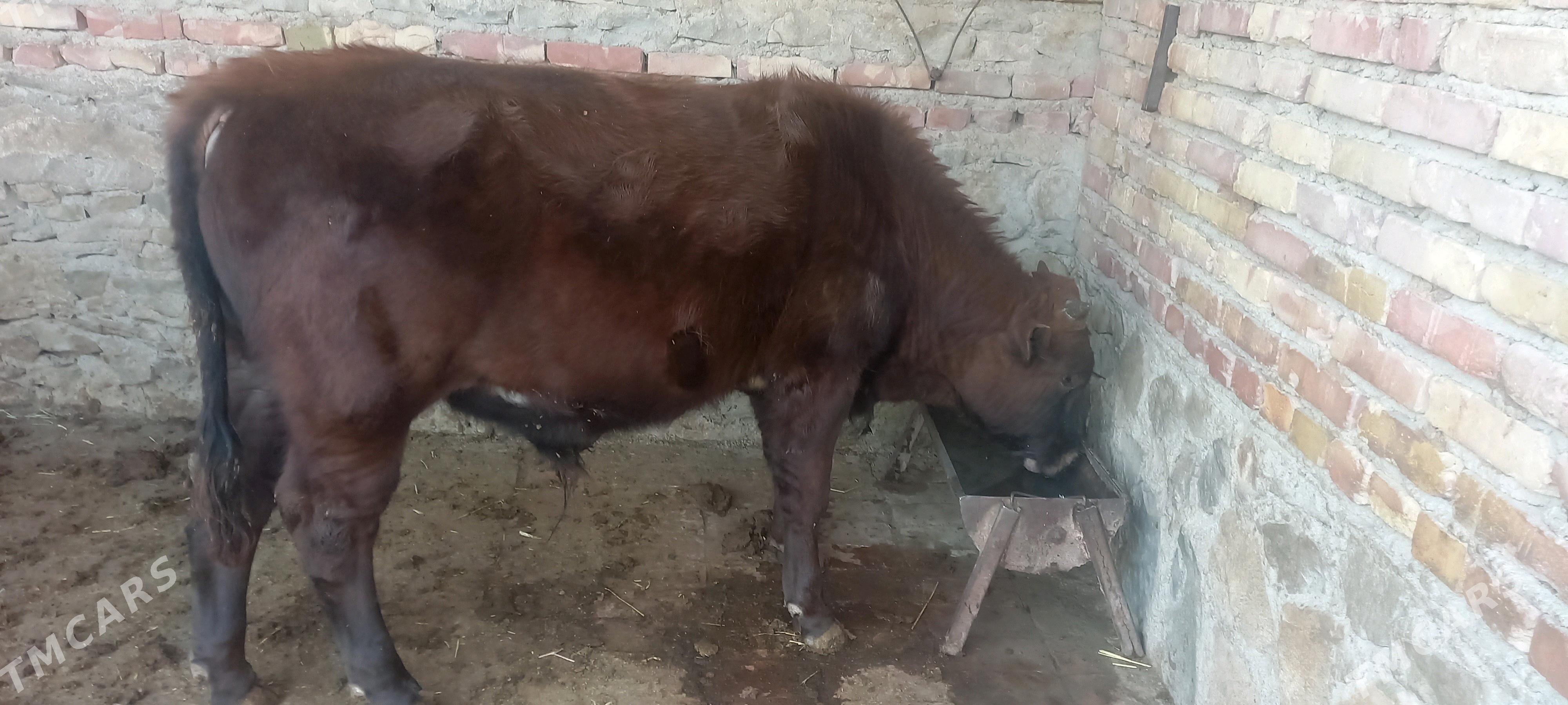 okizle - Берекет - img 2