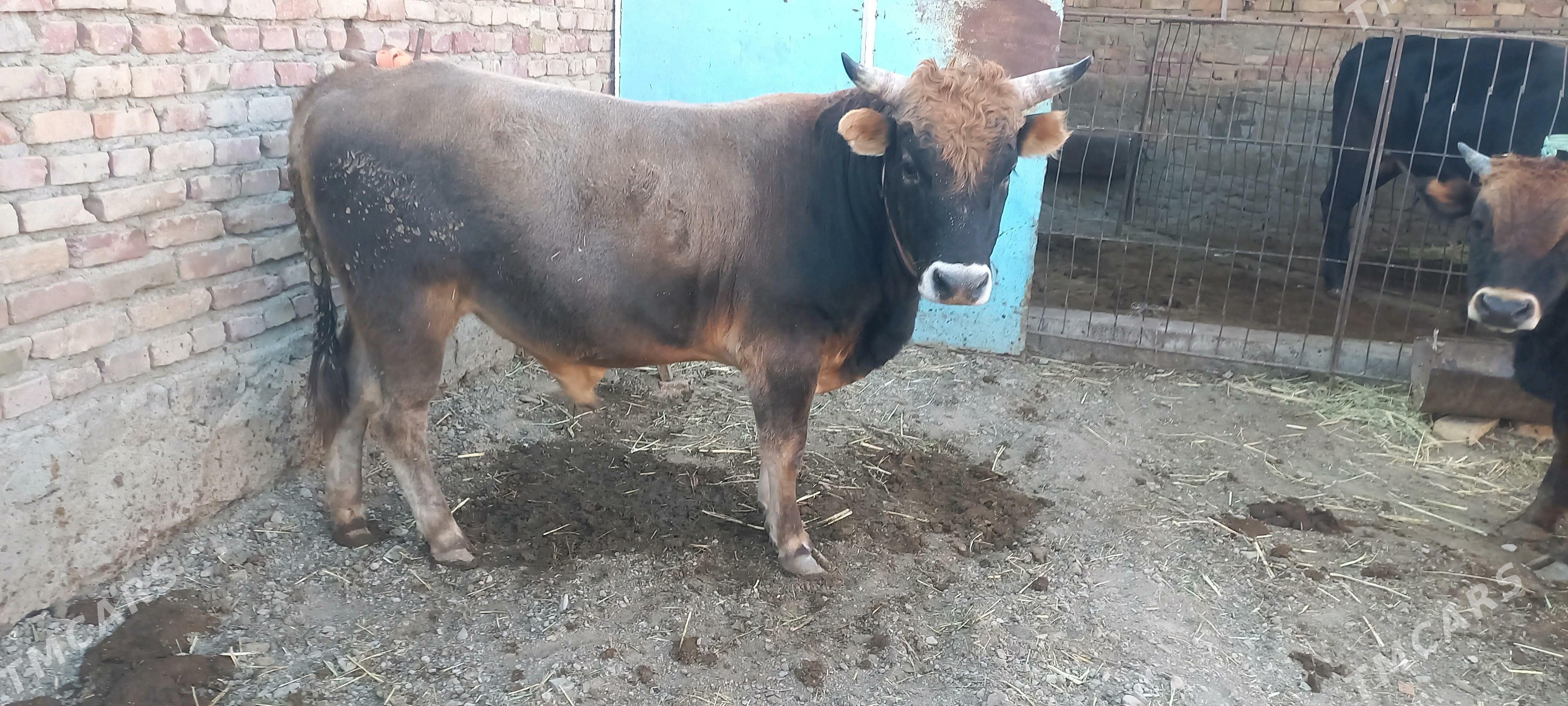 okizle - Берекет - img 3