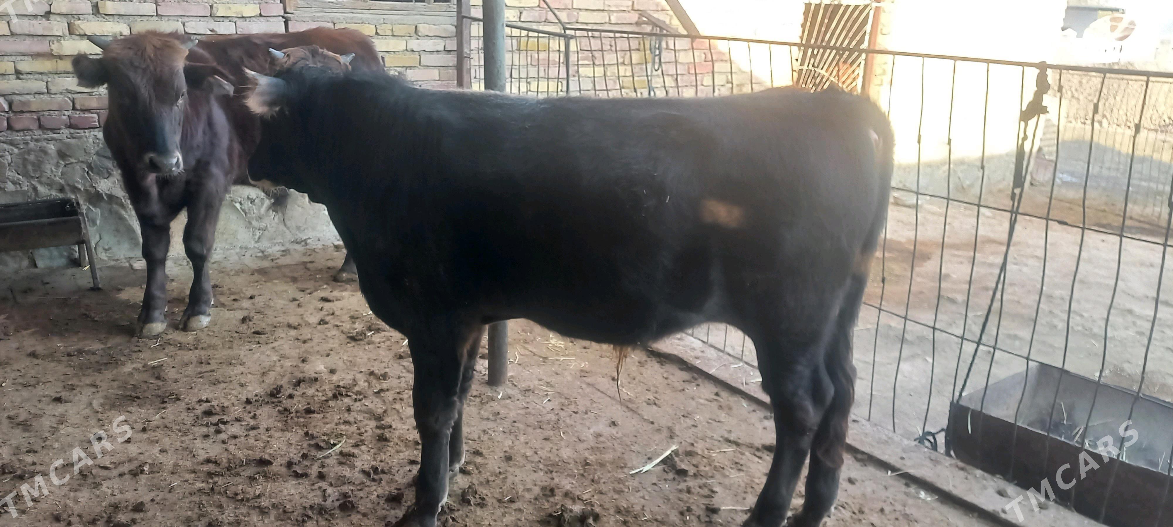 okizle - Берекет - img 5