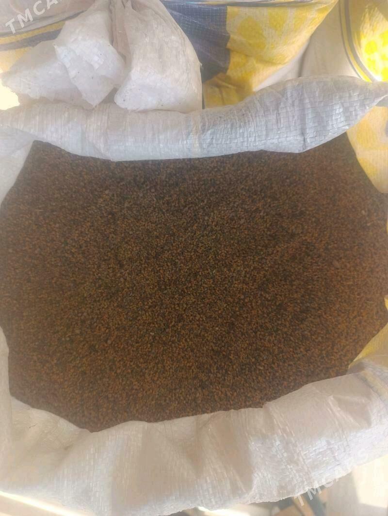 yorunja tohum - Tejen - img 2