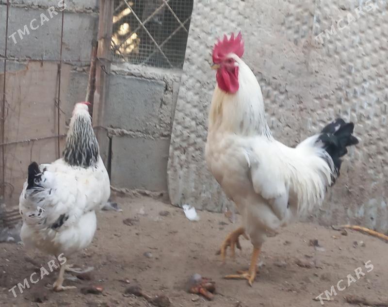 Adler 1 para - Балканабат - img 2