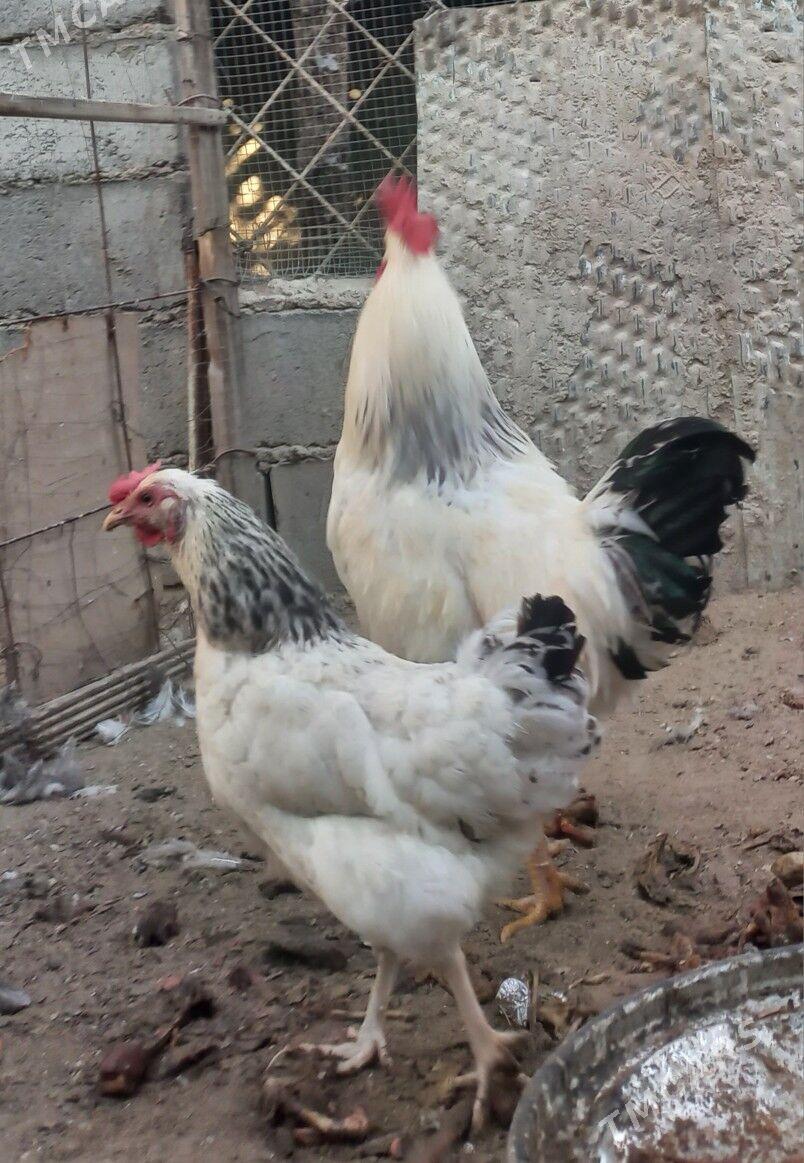 Adler 1 para - Балканабат - img 4