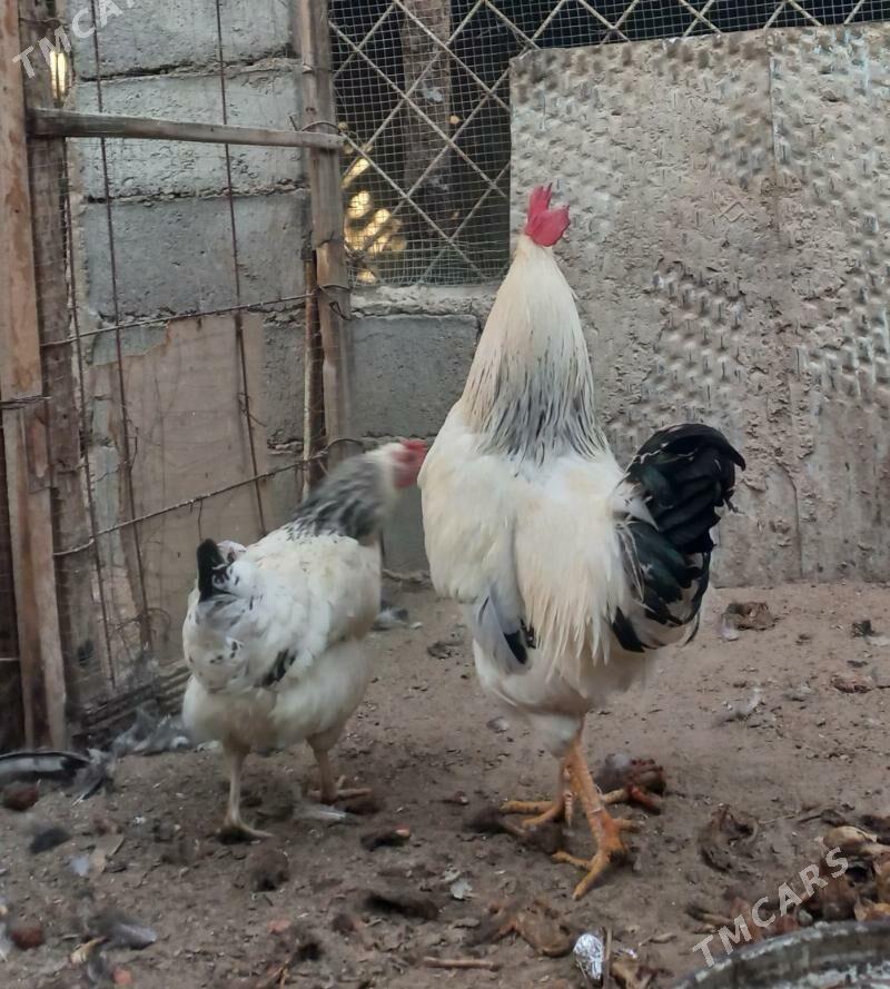 Adler 1 para - Балканабат - img 3