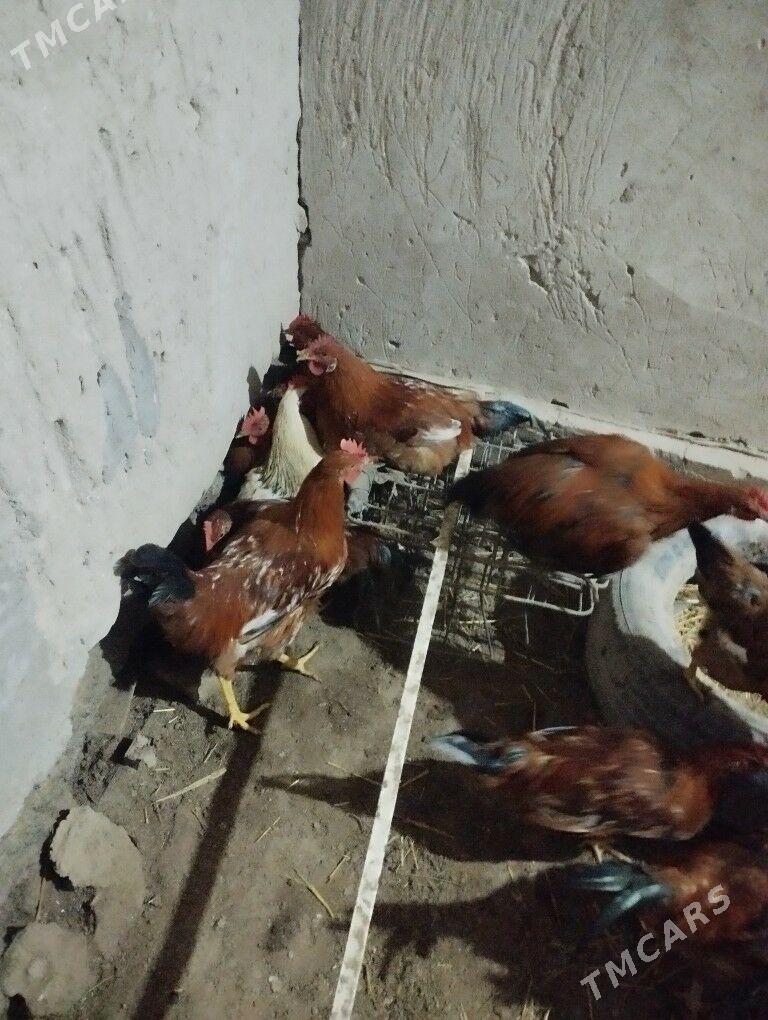 Horazlar - Görogly (Tagta) - img 2