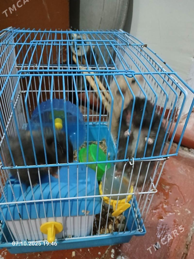 siriyskiy homyak - Шабатский этрап - img 1