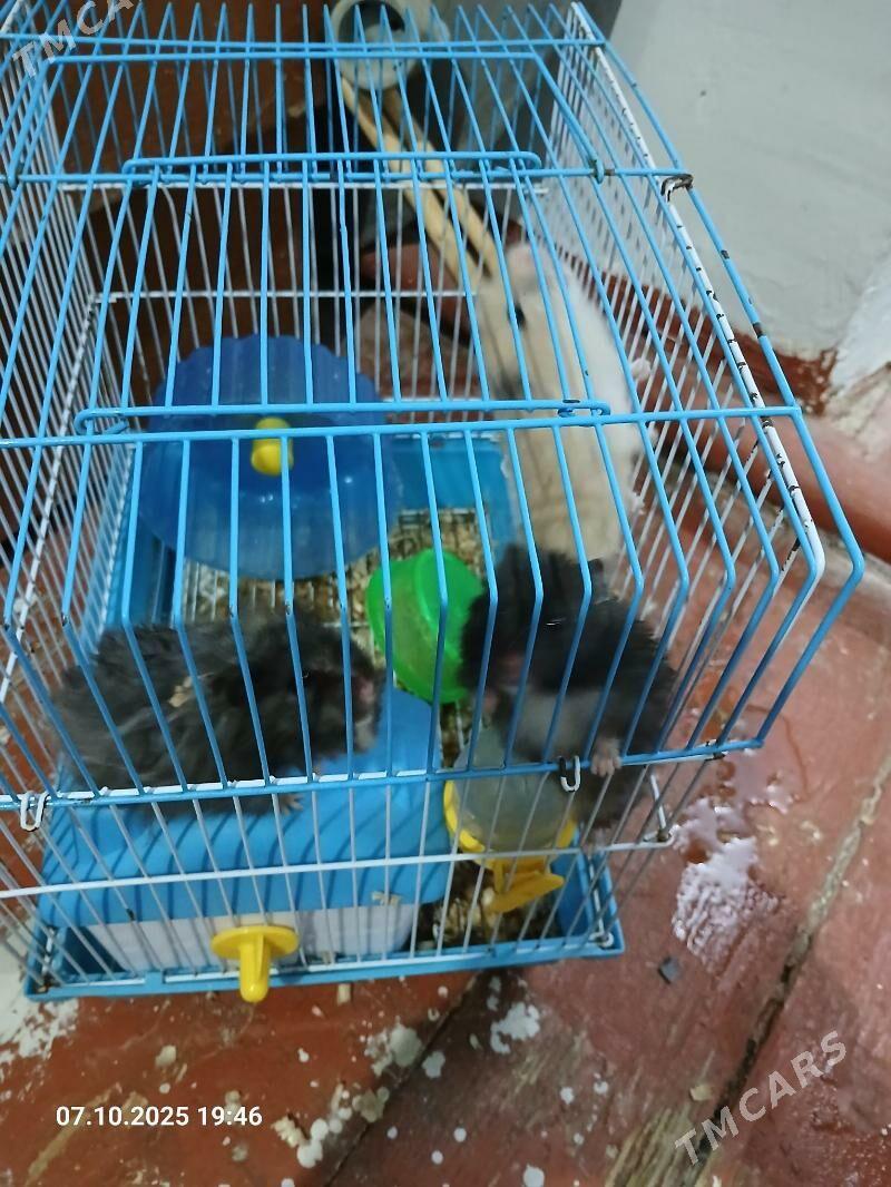 siriyskiy homyak - Шабатский этрап - img 2