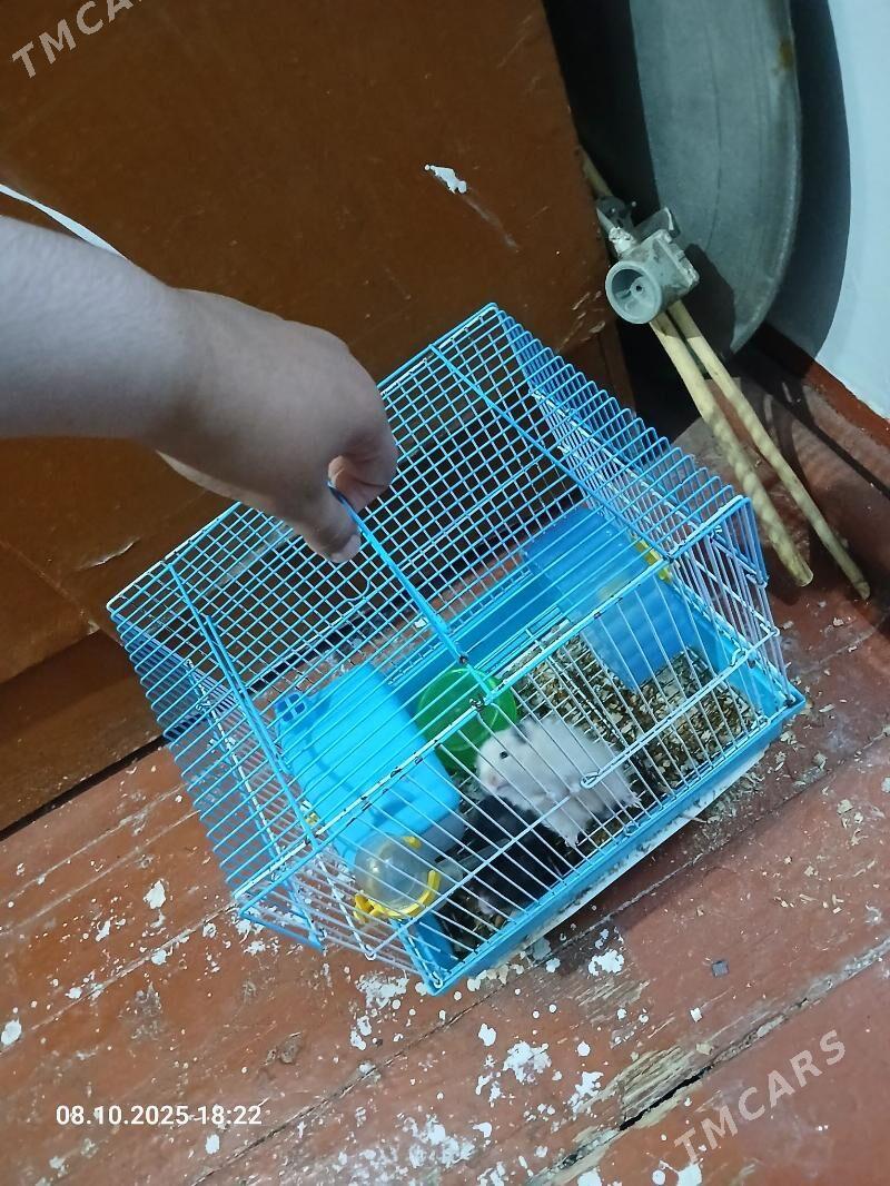 siriyskiy homyak - Шабатский этрап - img 3