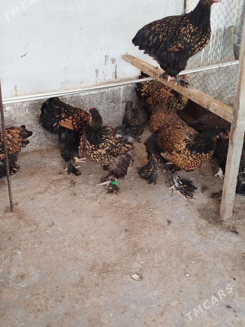 Brama Laset ýumurtga - Тязе заман - img 3