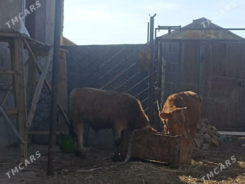 okiz - Балканабат - img 3