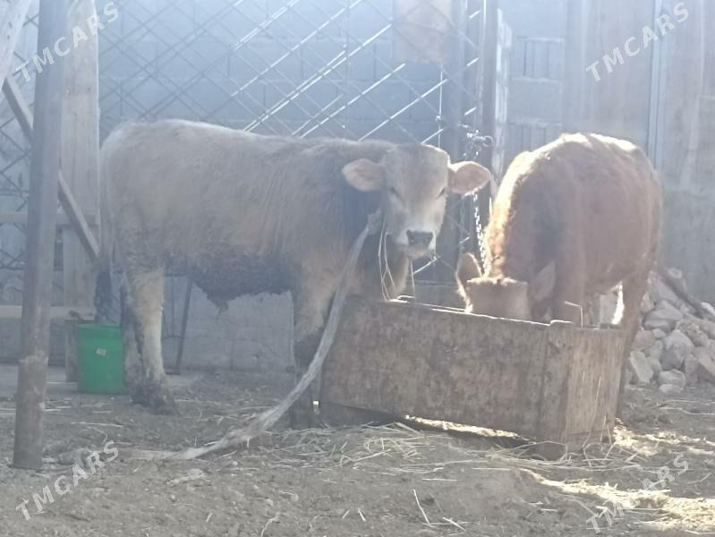 okiz - Балканабат - img 2