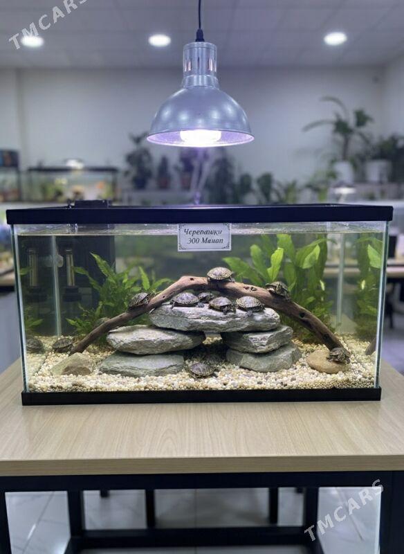 черепашки - Aşgabat - img 2