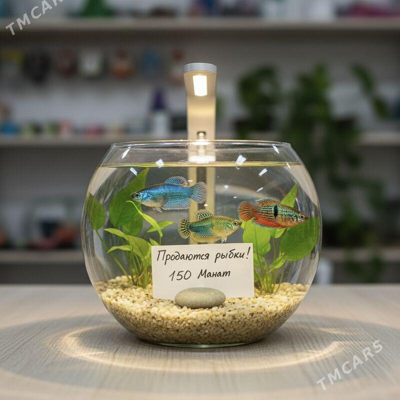 мини аквариум - Ашхабад - img 2
