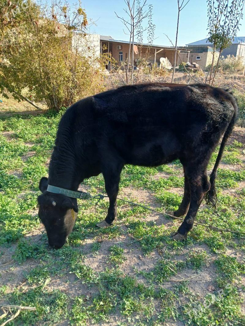 parodny unajyn - Dänew - img 3