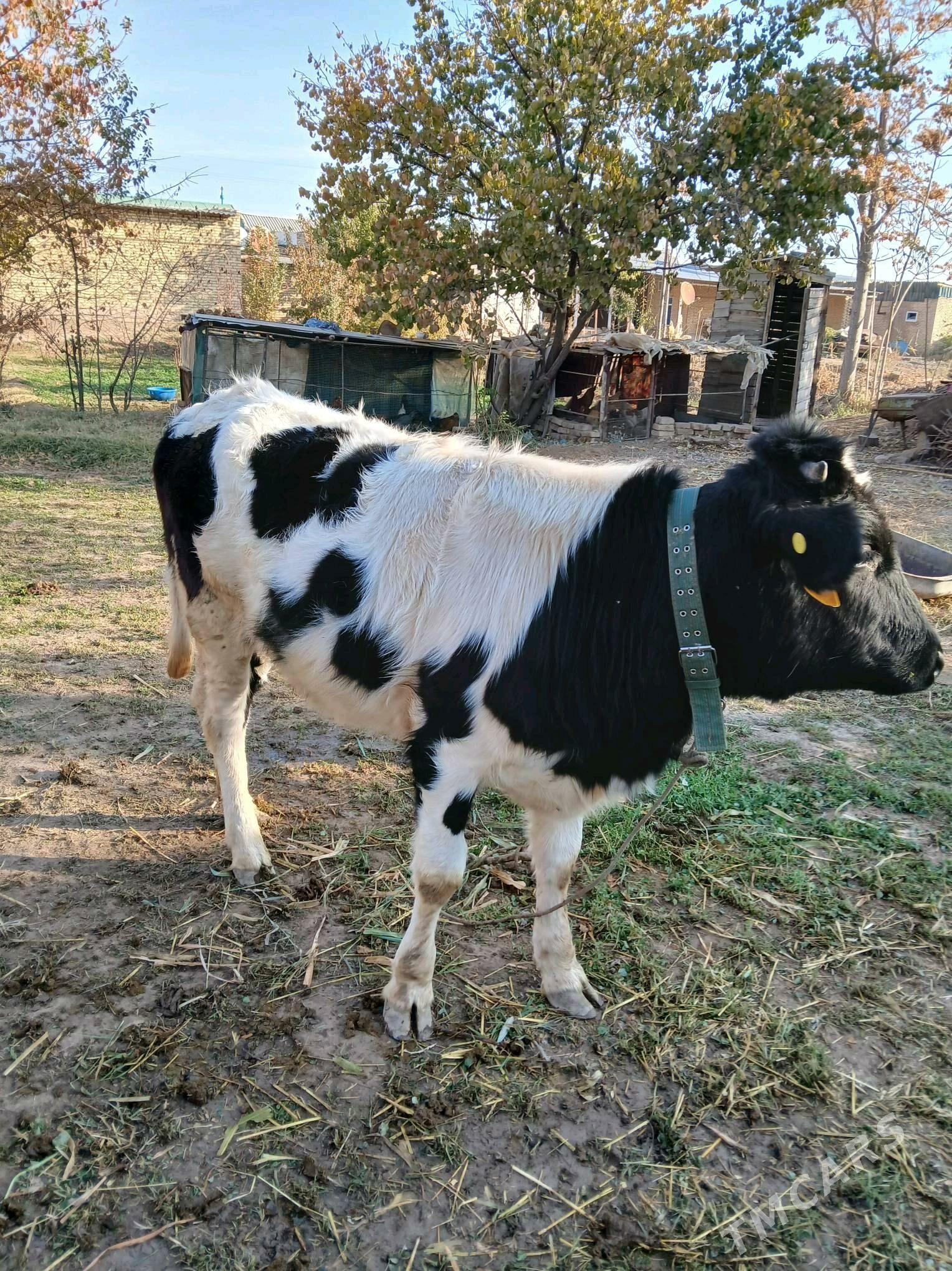 parodny unajyn - Dänew - img 4