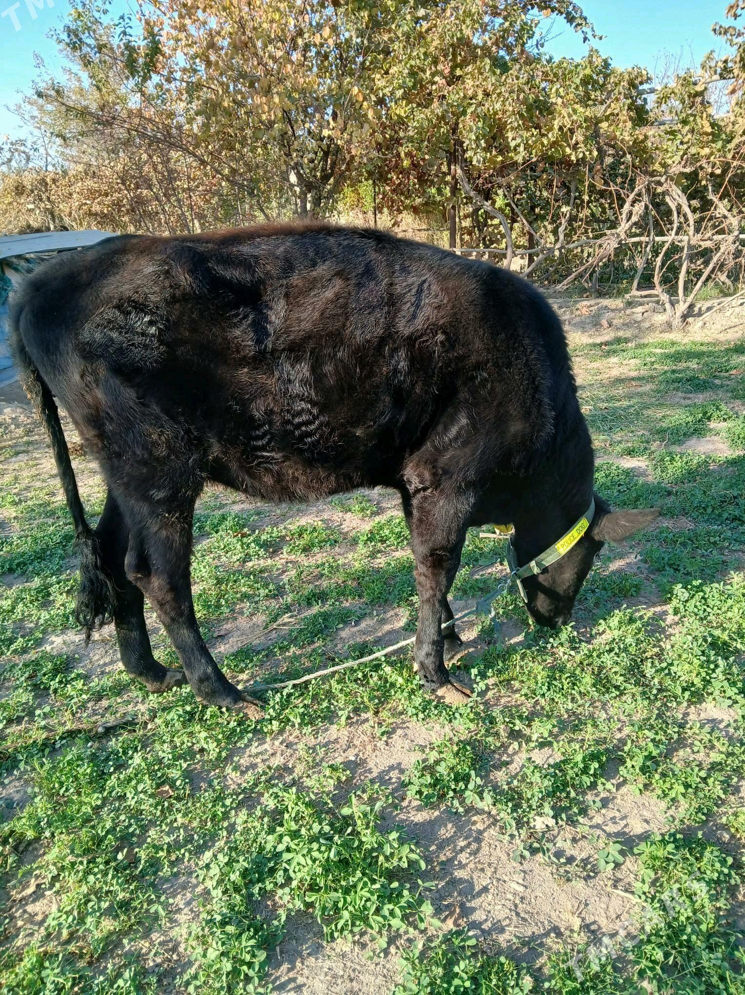 parodny unajyn - Dänew - img 5