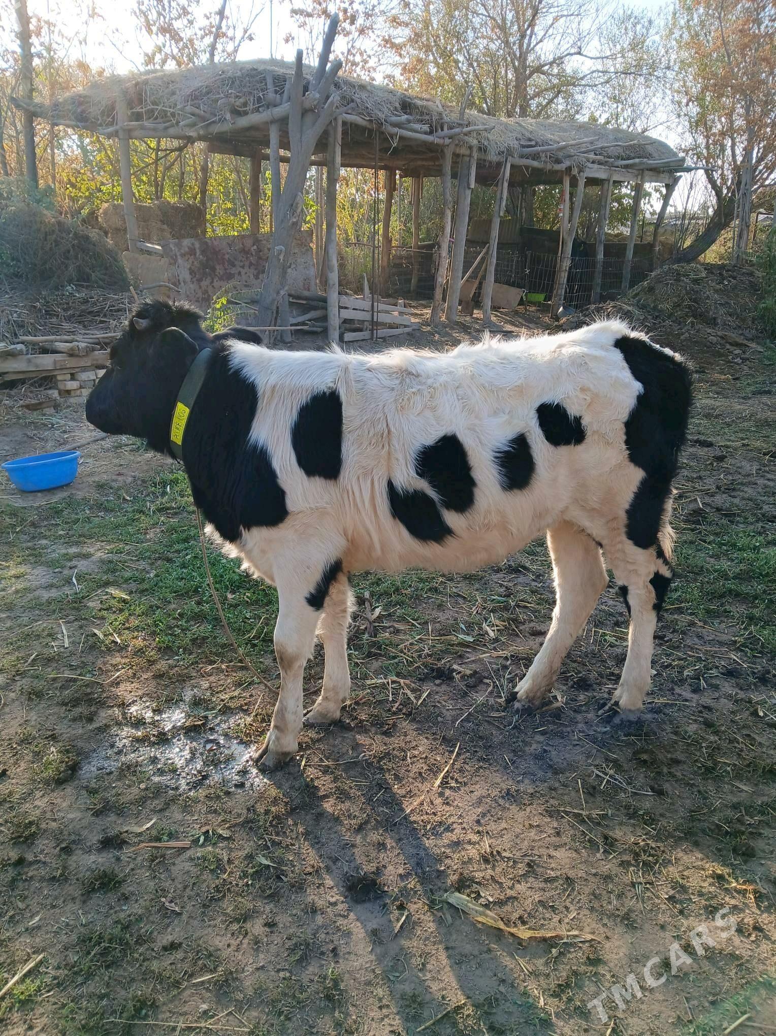 parodny unajyn - Dänew - img 2