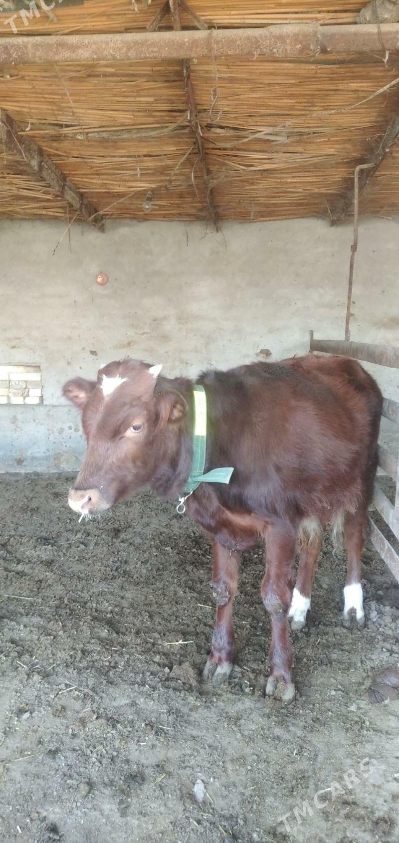 öküz - Çärjew - img 3