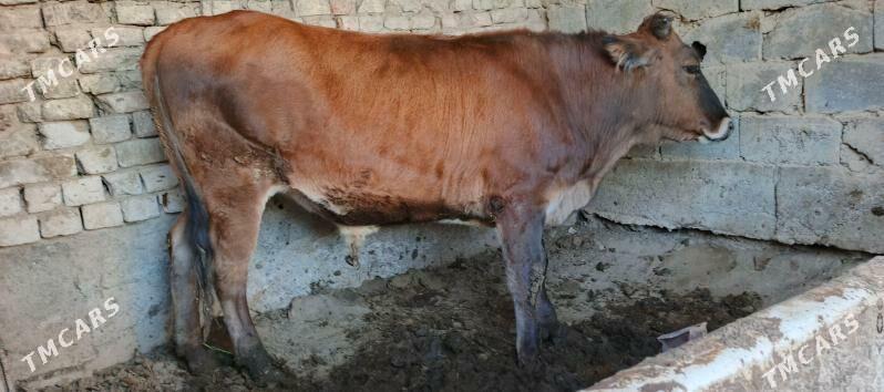 biçilen ökiz - Багир - img 1