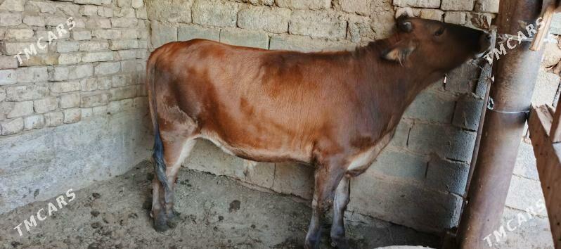 biçilen ökiz - Багир - img 2