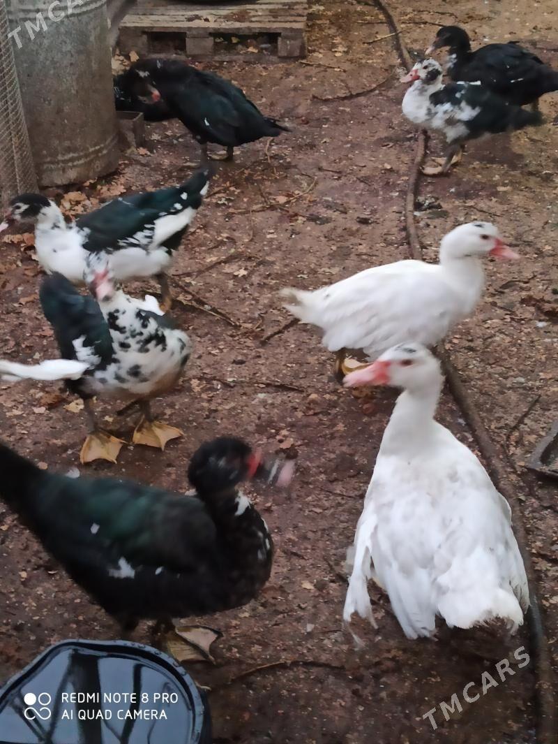 индаутка - Türkmenabat - img 3