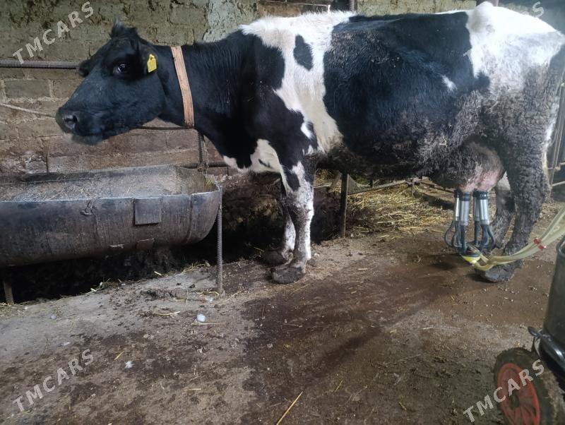 саглык - Türkmenabat - img 3