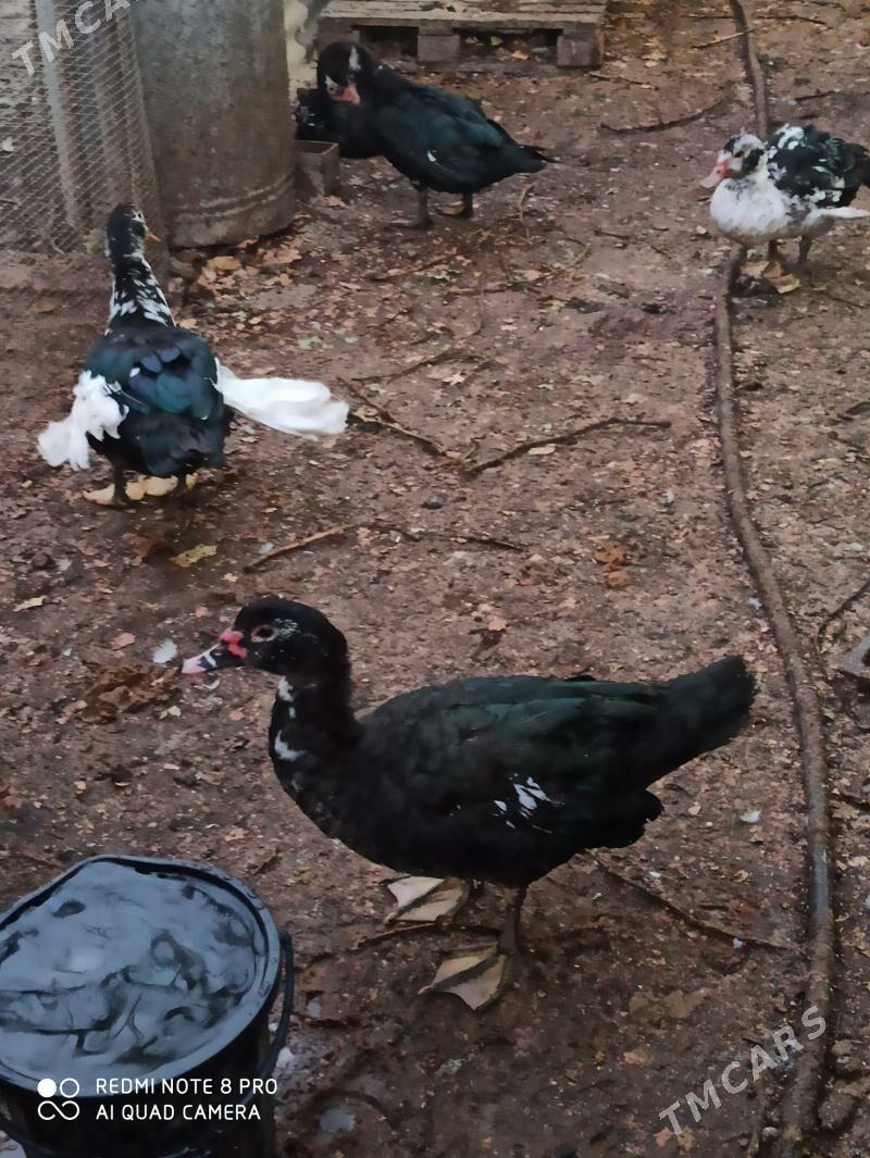 индаутка - Türkmenabat - img 9