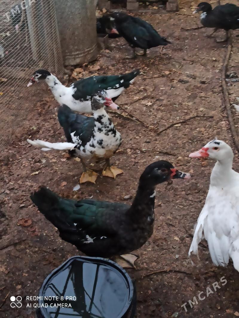 индаутка - Türkmenabat - img 4