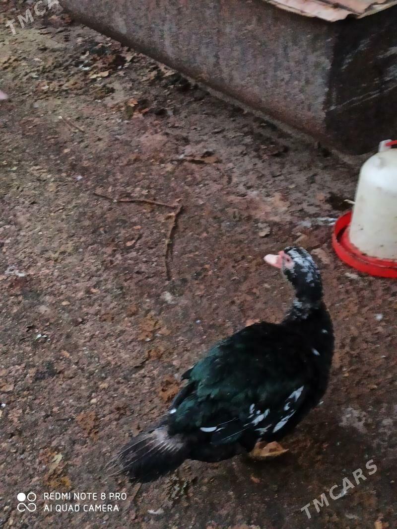 индаутка - Türkmenabat - img 5