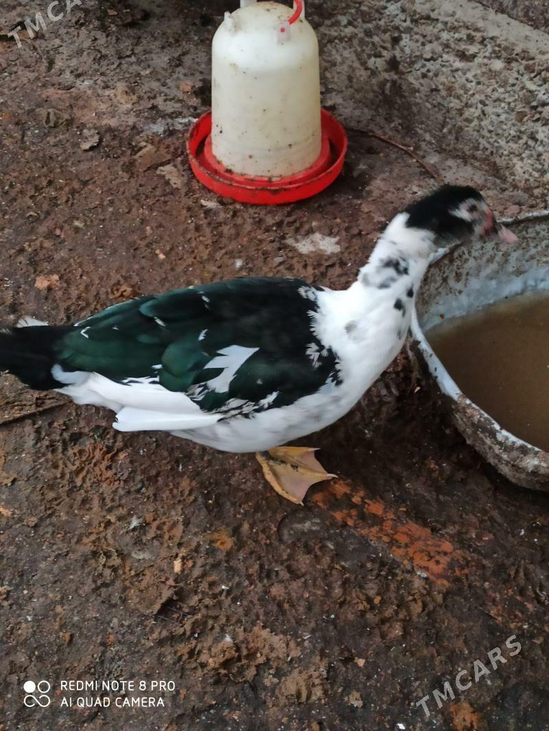 индаутка - Türkmenabat - img 8