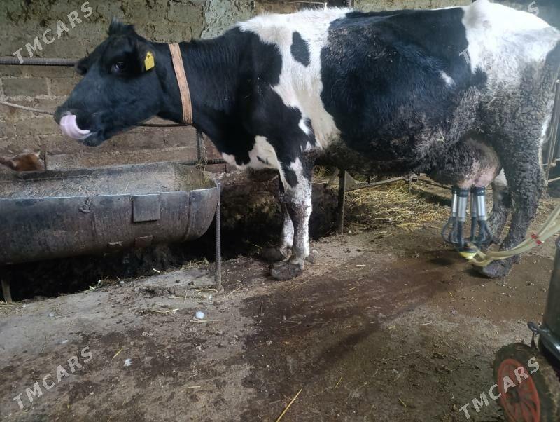 саглык - Türkmenabat - img 2