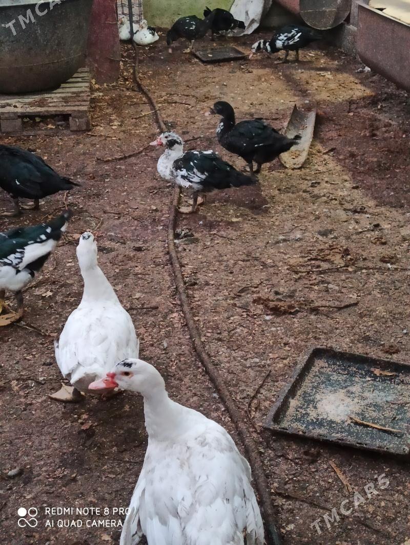 индаутка - Türkmenabat - img 6