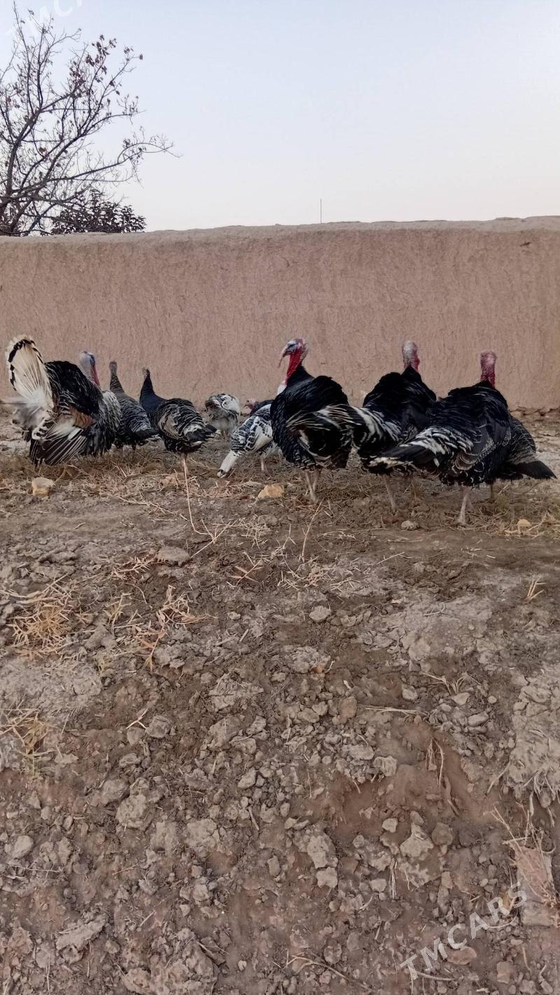 induk - Шабатский этрап - img 1