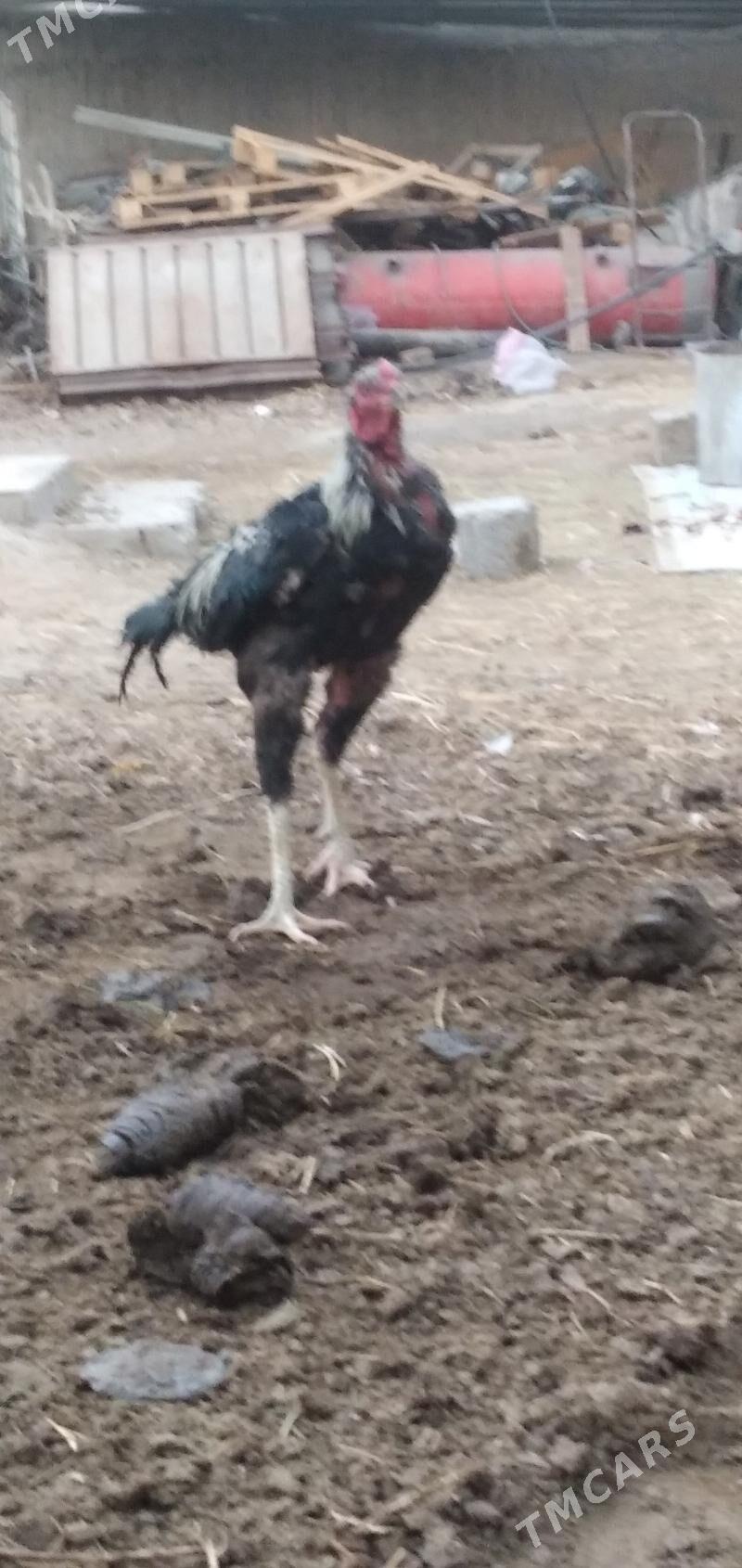 horaz taśkent - Ашхабад - img 2