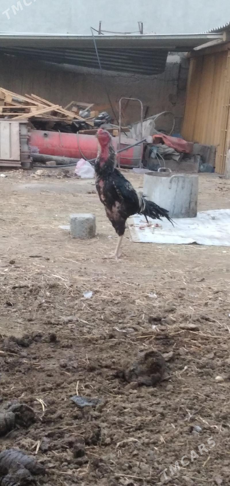 horaz taśkent - Ашхабад - img 1