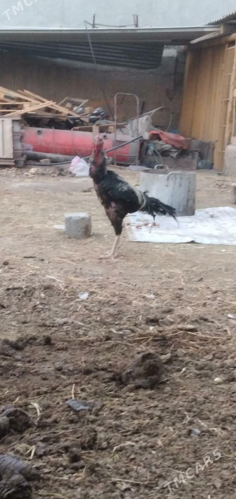 horaz taśkent - Ашхабад - img 3