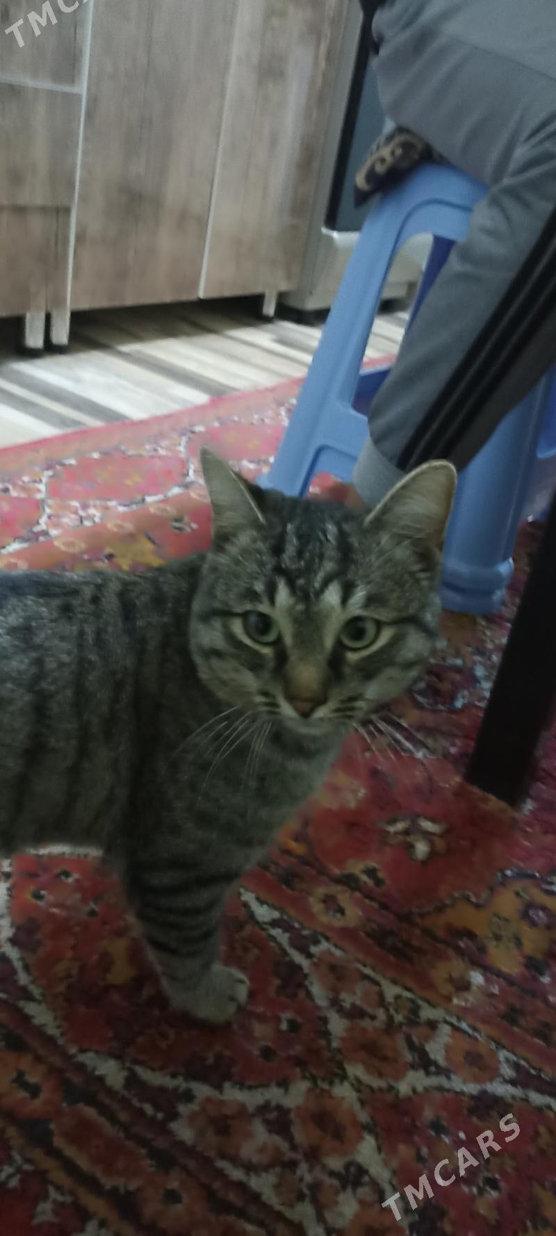 pişik - Seýdi - img 4