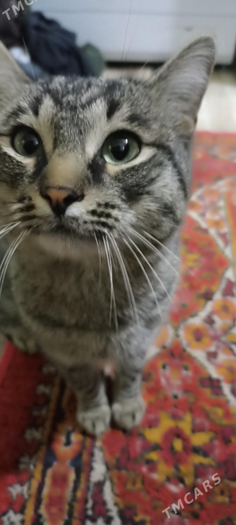 pişik - Seýdi - img 2