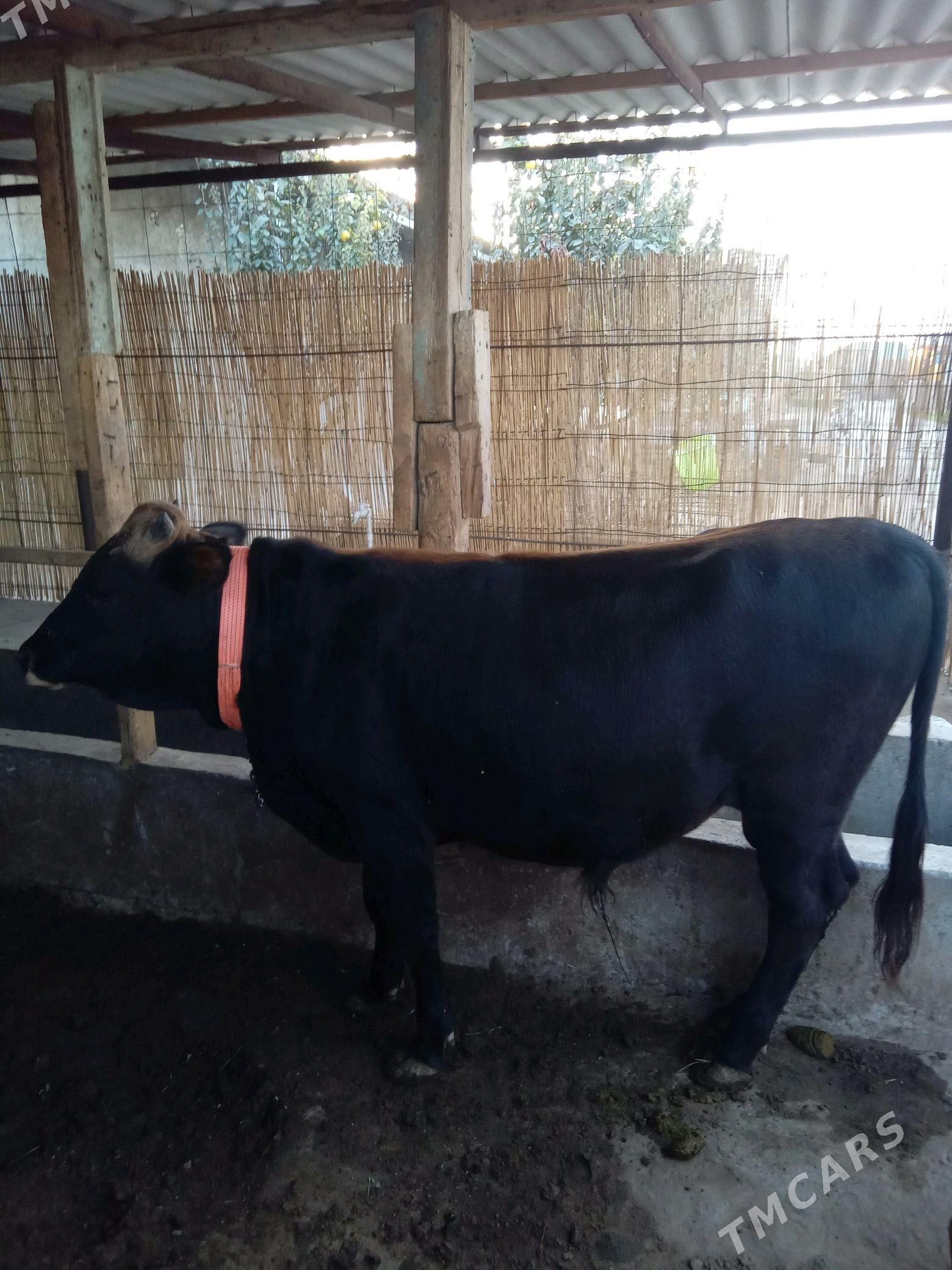 Окуз - Ýaşlyk - img 2