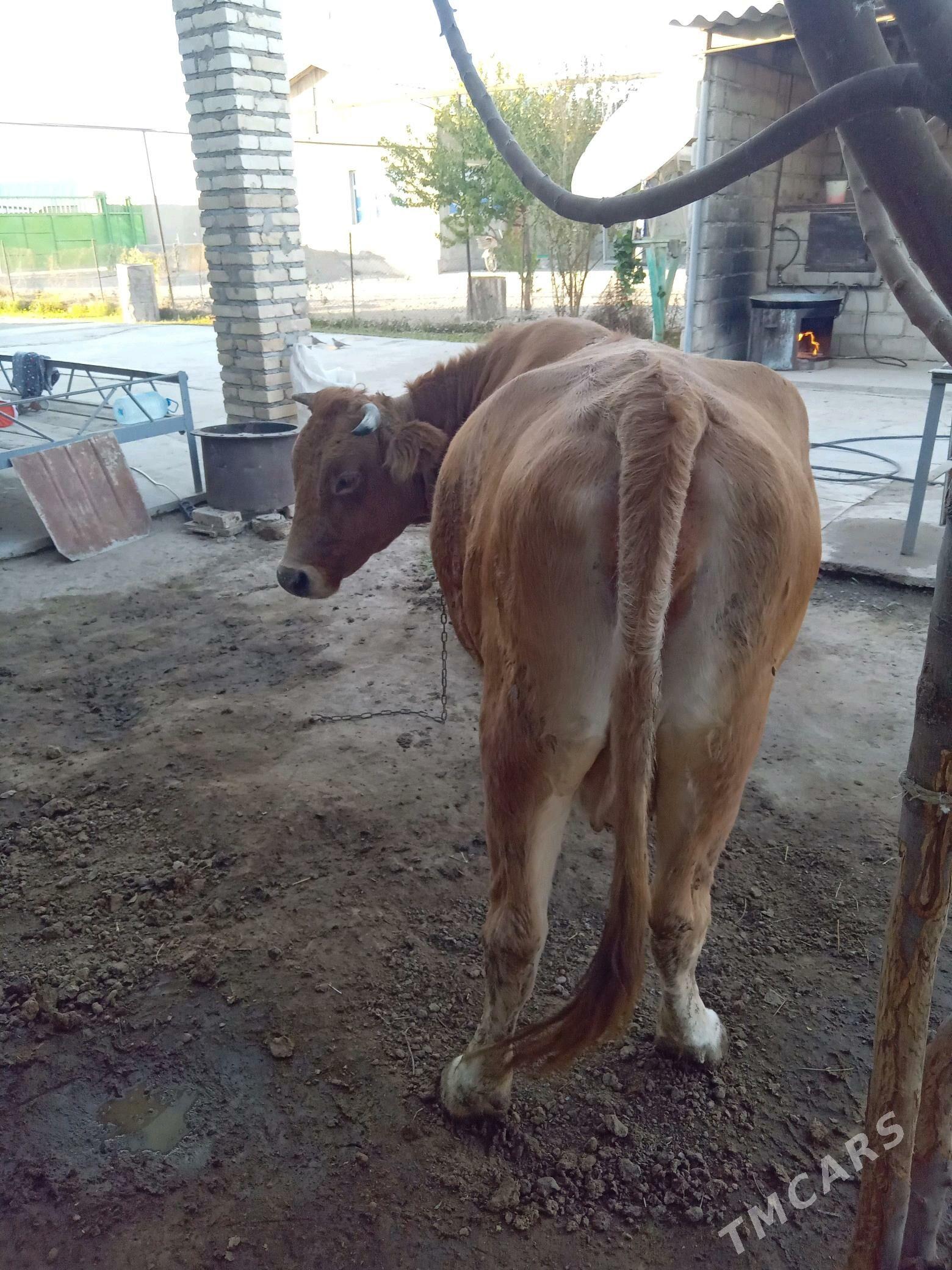 Бакылан Сыгыр - Ýaşlyk - img 3