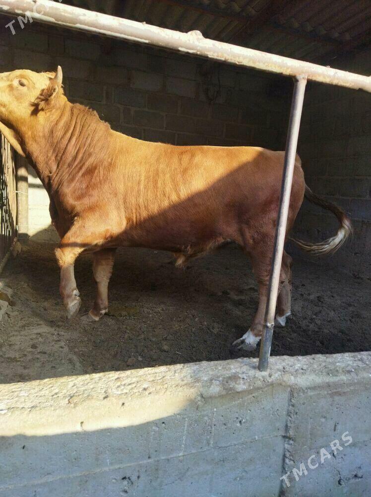 ОКУЗ - Gumdag - img 1