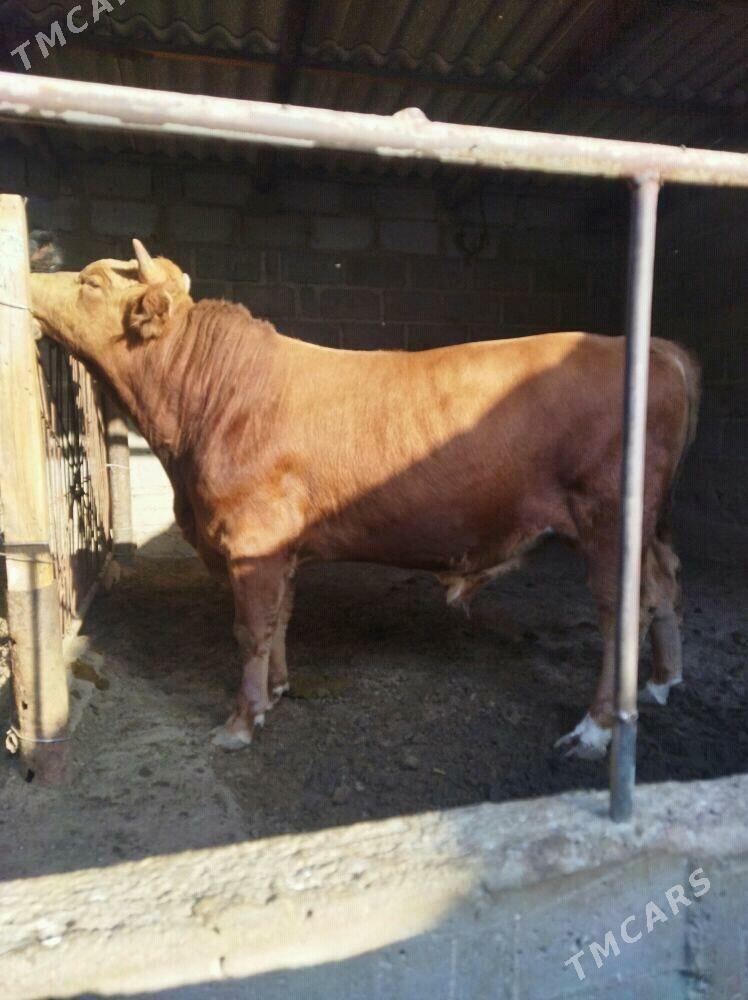 ОКУЗ - Gumdag - img 3