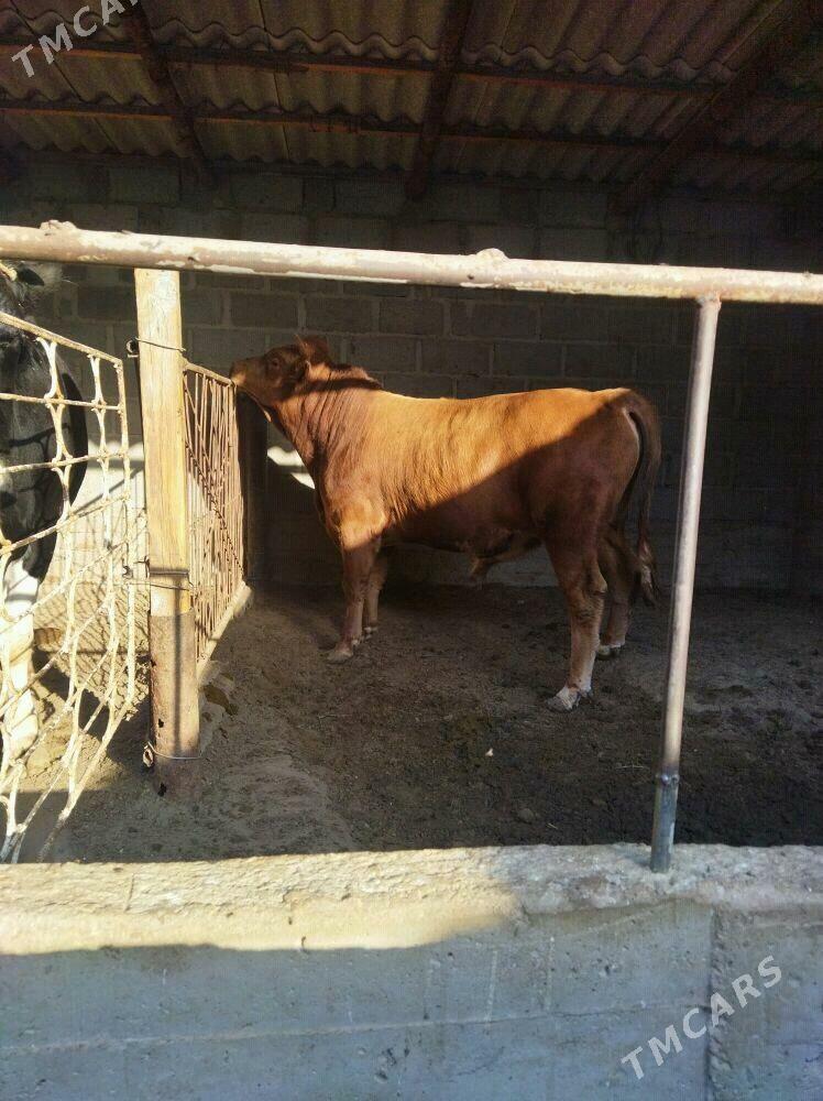 ОКУЗ - Gumdag - img 5